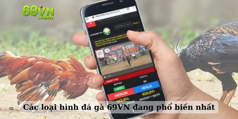 Các loại hình đá gà 69VN đang phổ biến nhất