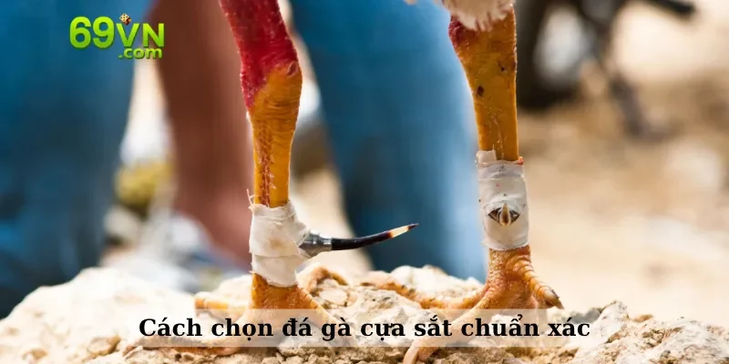 Cách chọn đá gà cựa sắt chuẩn xác