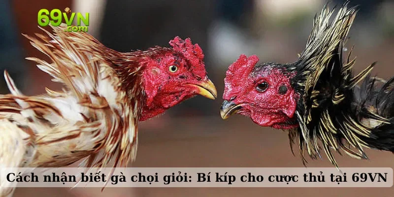 Cách nhận biết gà chọi giỏi: Bí kíp cho cược thủ tại 69VN
