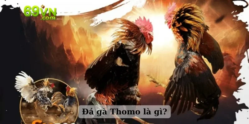 Đá gà Thomo là gì?