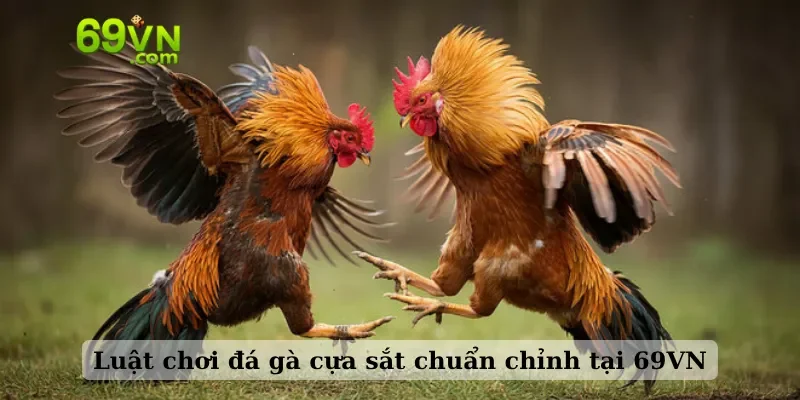 Luật chơi đá gà cựa sắt chuẩn chỉnh tại 69VN
