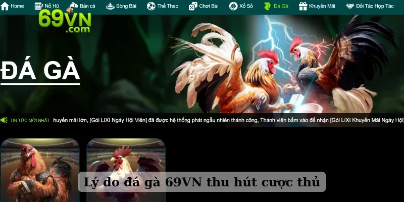Lý do đá gà 69VN thu hút cược thủ