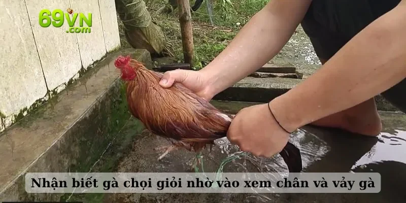 Nhận biết gà chọi giỏi nhờ vào xem chân và vảy gà
